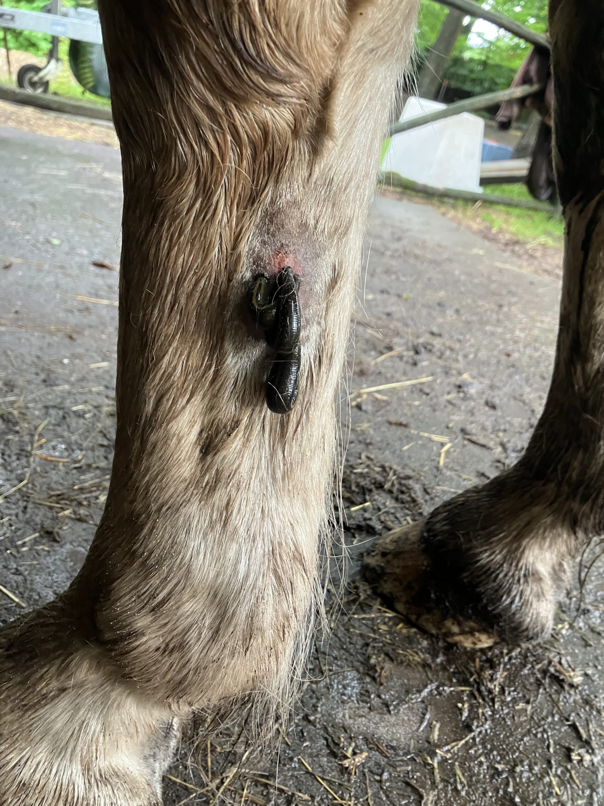 bloedzuigers op een been van een paard met een peesblessure
