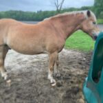 Schouder paar dagen na behandeling